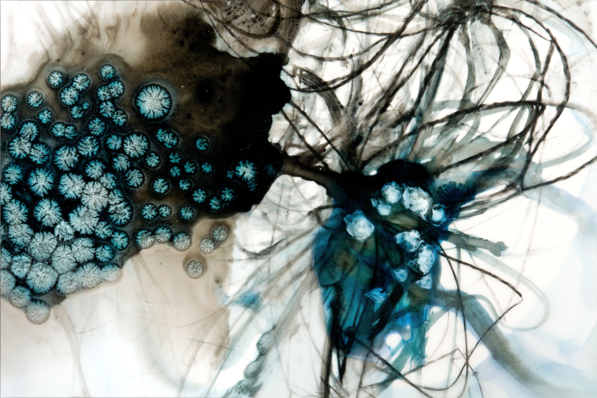 Skimmer #1, detail 2011 ink and acrylic on mylar 25 by 20 inches
