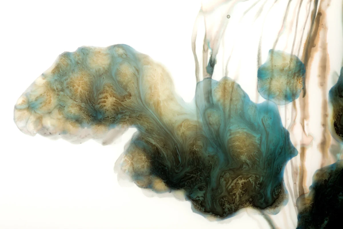 Skimmer #3, detail 2011 ink and acrylic on mylar 25 by 20 inches 