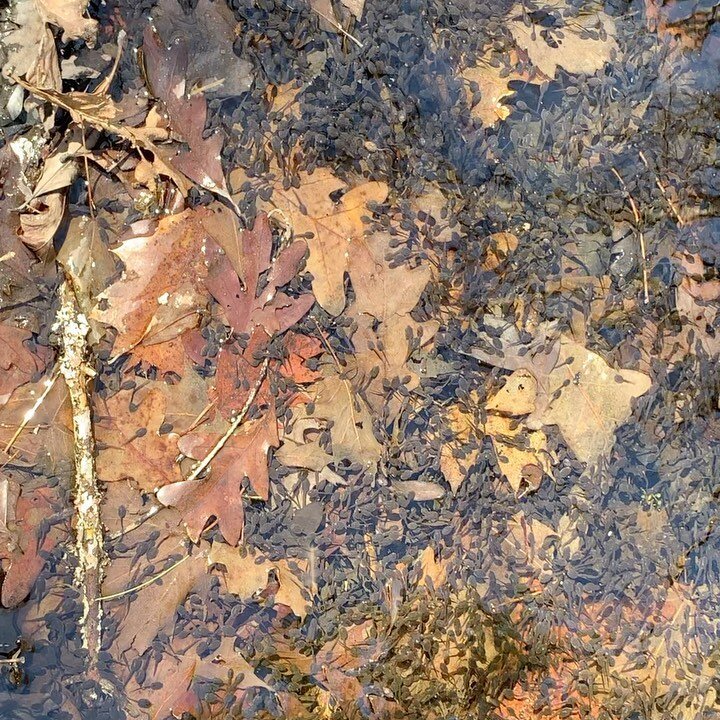 Annual visit to the vernal pools near Chimney Hollow Trailhead soon. These images/videos are from mid-Apr last year. Checking in on them earlier this year but it&rsquo;s been warmer 🤔. Updates to follow. 
The green egg sacs are salamanders the white