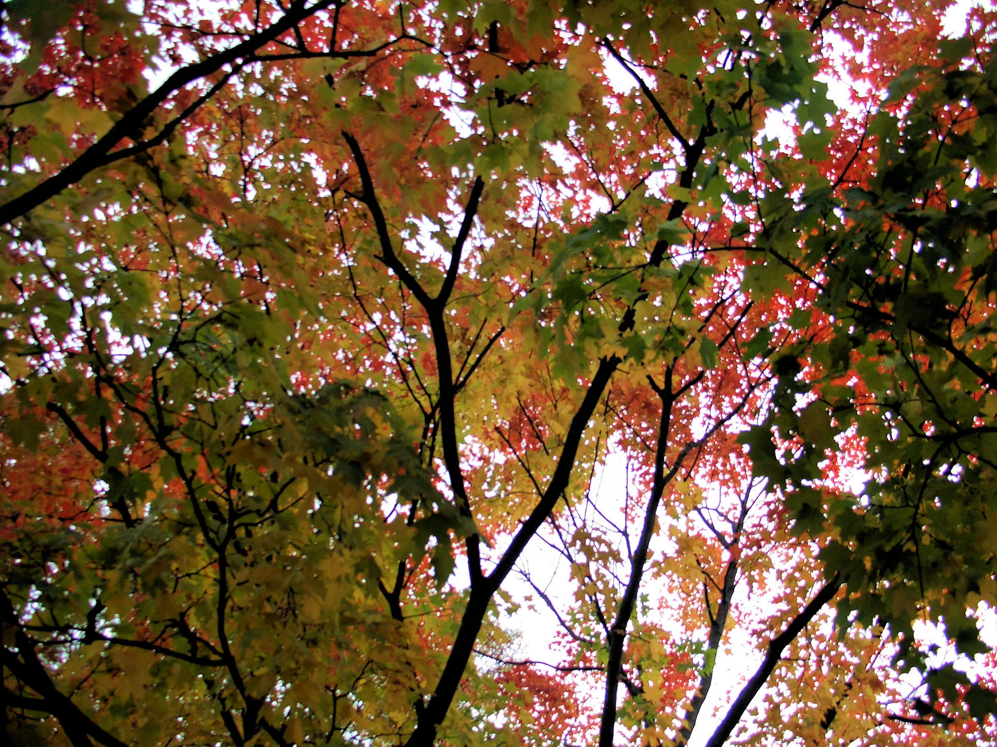 Mental Illness Awareness Week