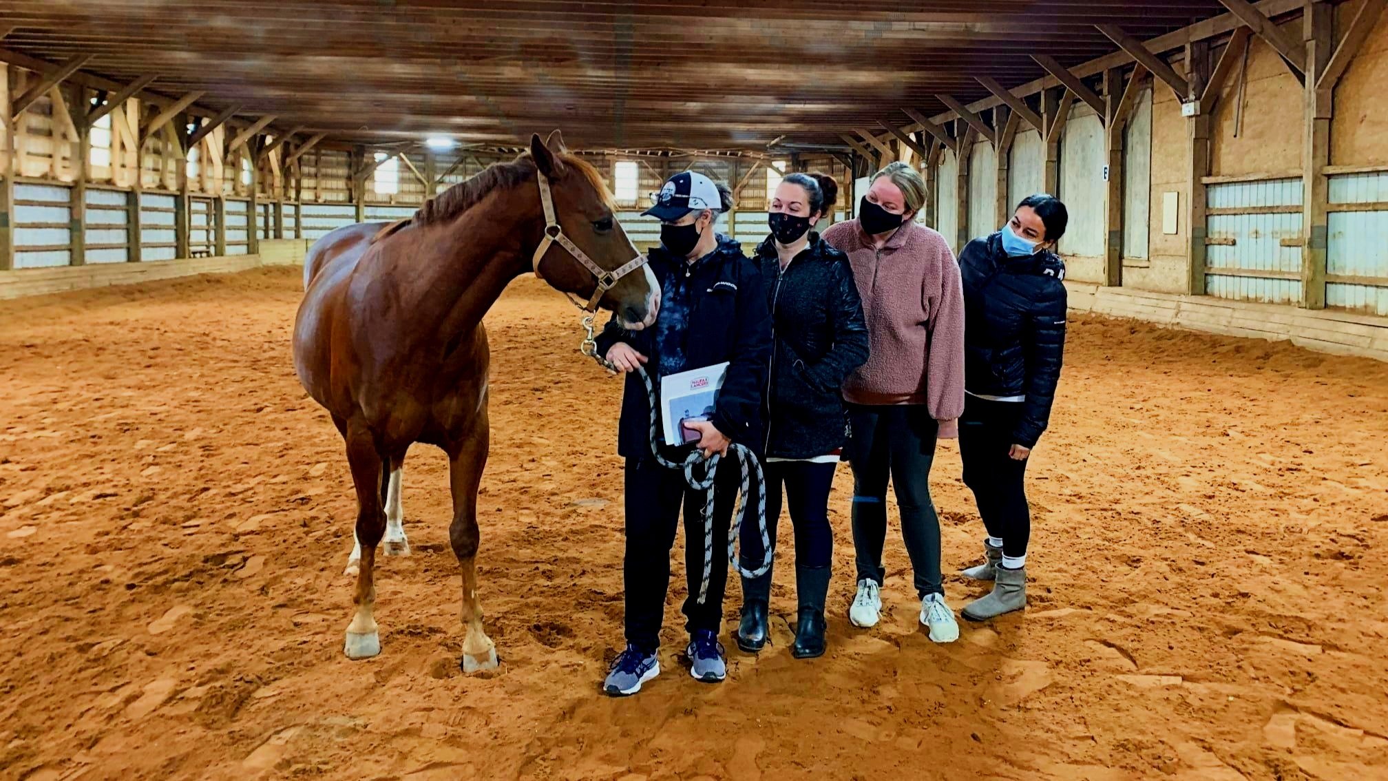 Healing%2Bwith%2BHalifax%2BHorses%2B-%2BAlice%2BHouse%2B-%2BeDITED.jpg