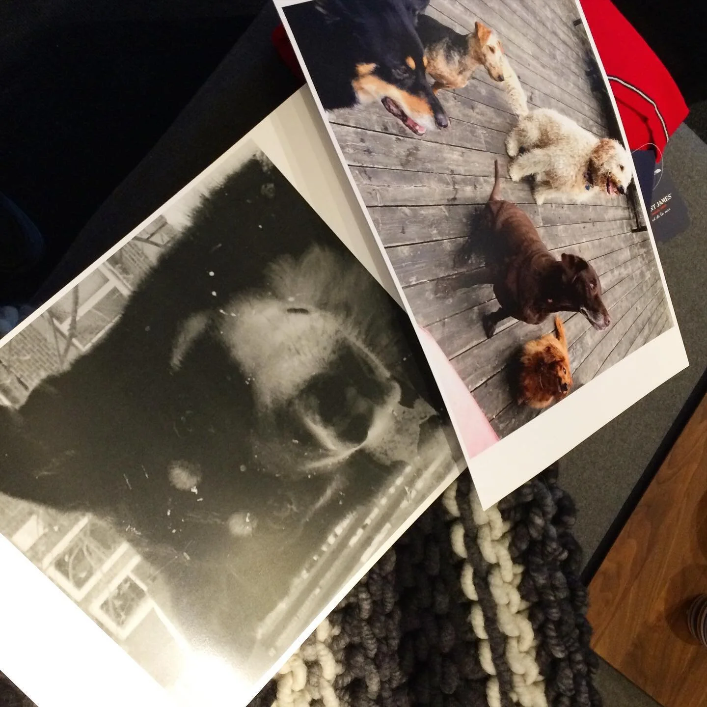 Nelson, Rocco, Remi, Léo et Juanito.  Des beaux moments avec nos amours. 
#noschienssontlesplusbeaux 
#nostoutousdamour 
#ourdogs