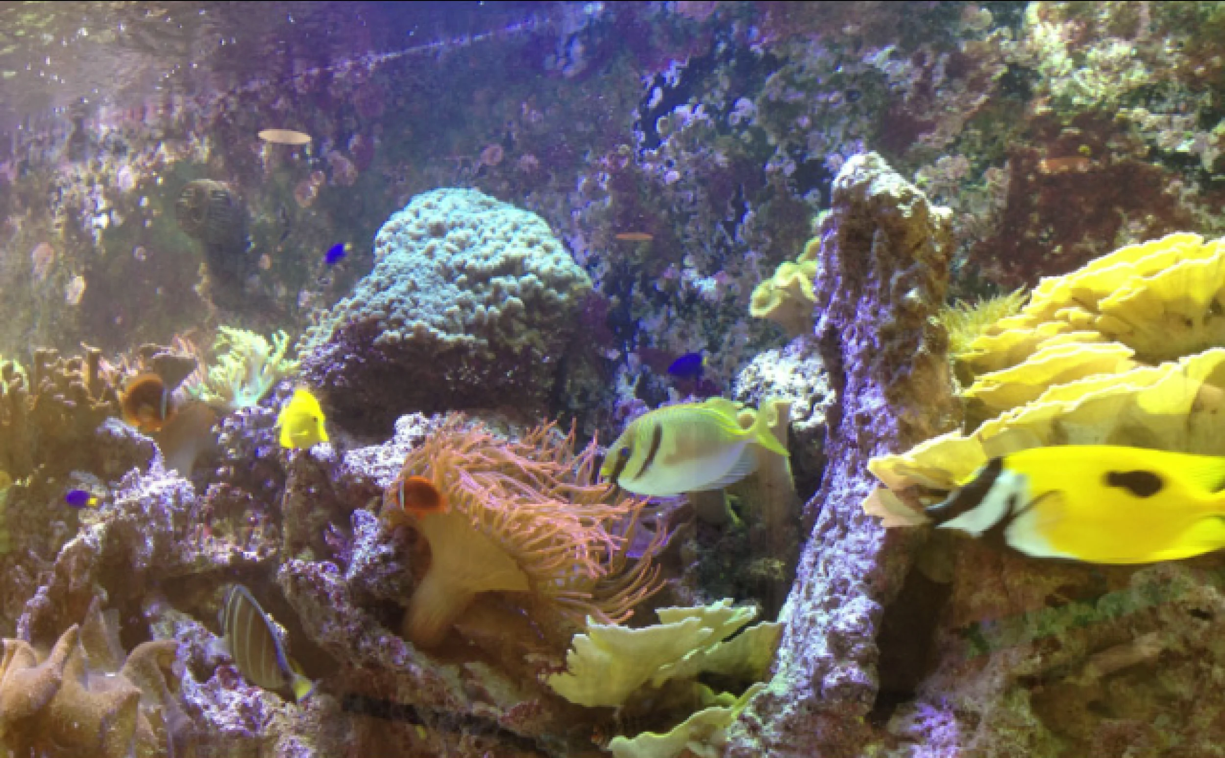reef.jpg
