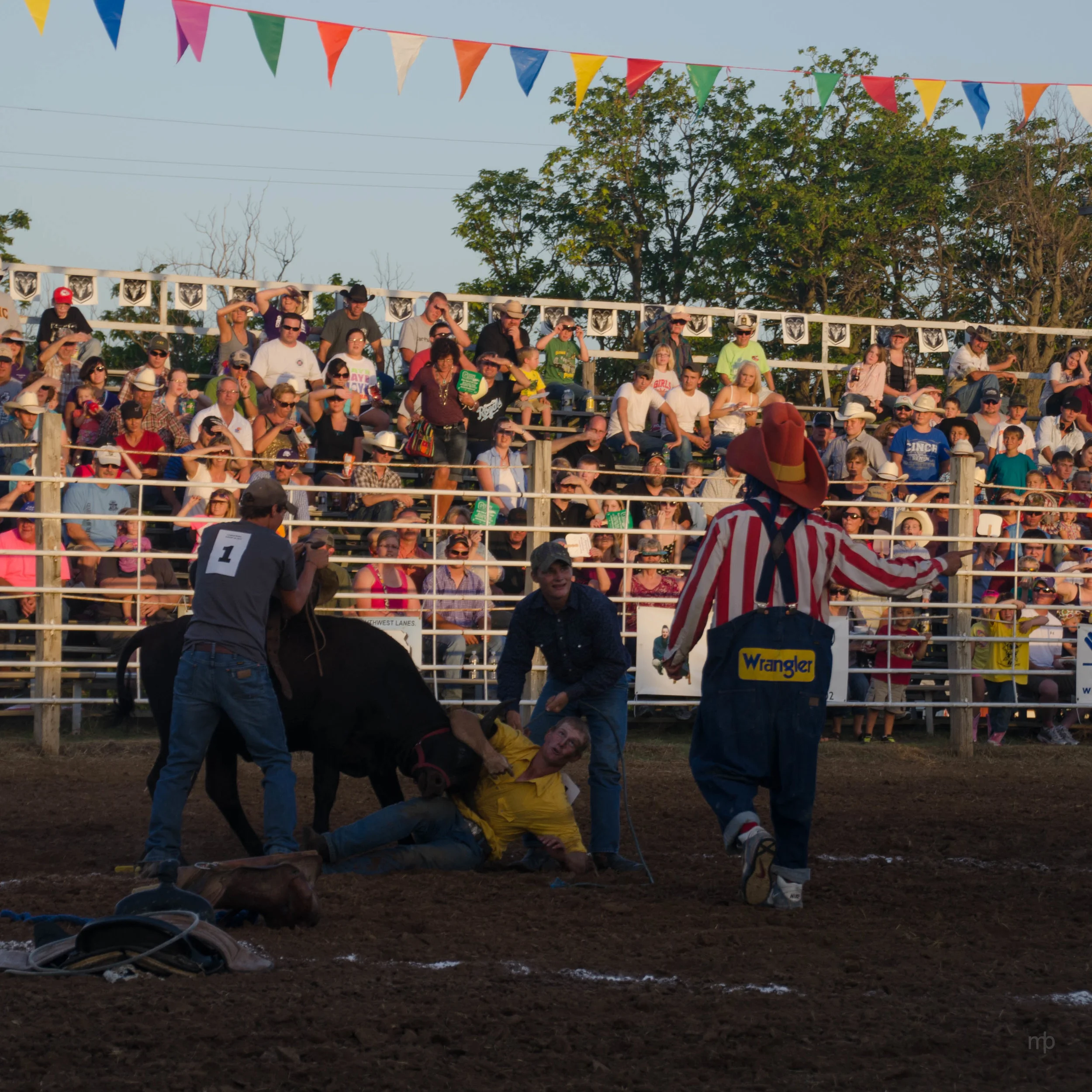 Wild Steer Scramble. Longford Rodeo 2013