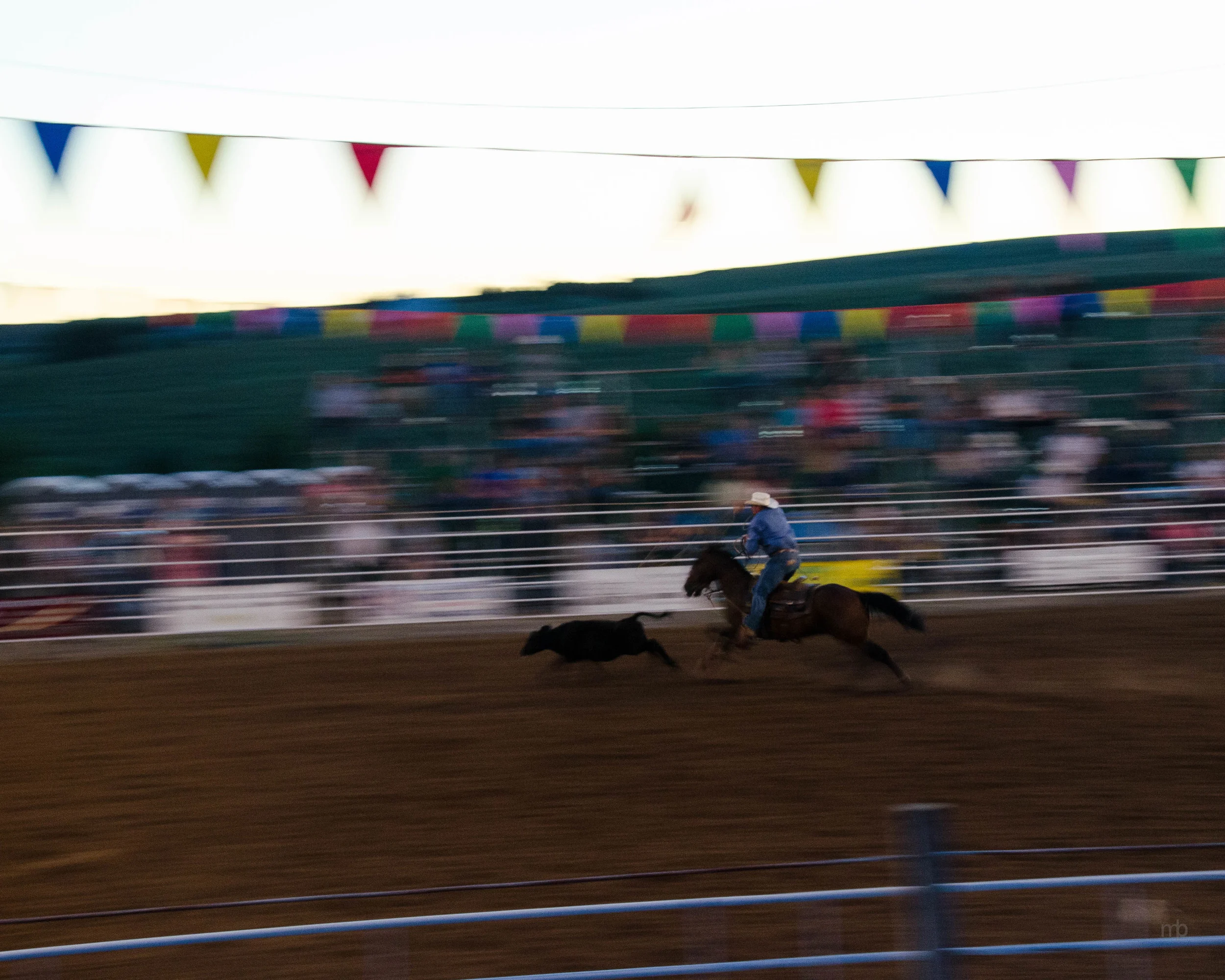 Tie Down Roping on the Run. Longford Rodeo 2014