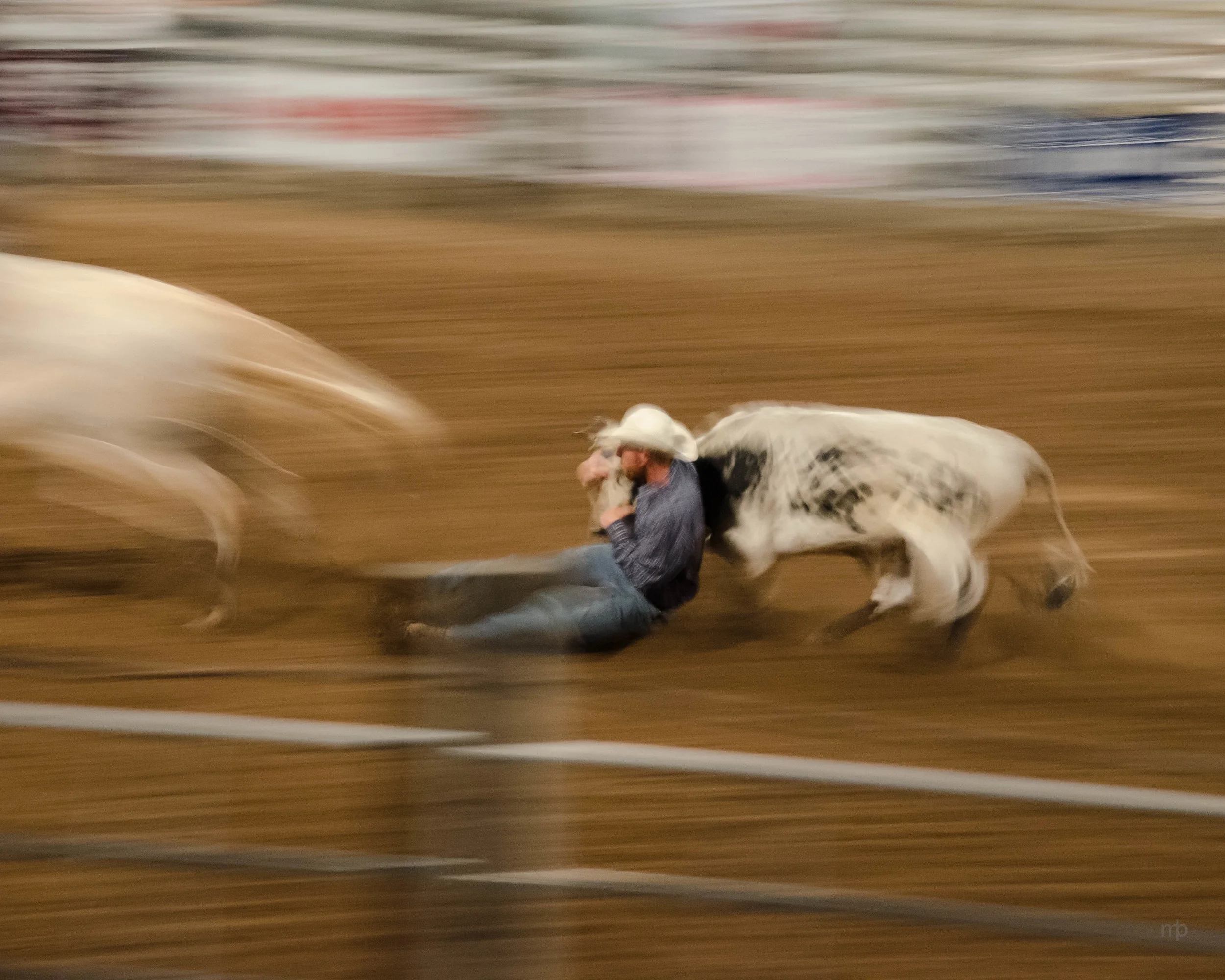 Steer Wrestler. Longford Rodeo 2014. Nikon D7000, Tamron 18-270 mm, ISO 3200, 100 mm, f/8.0, 1/8 sec.