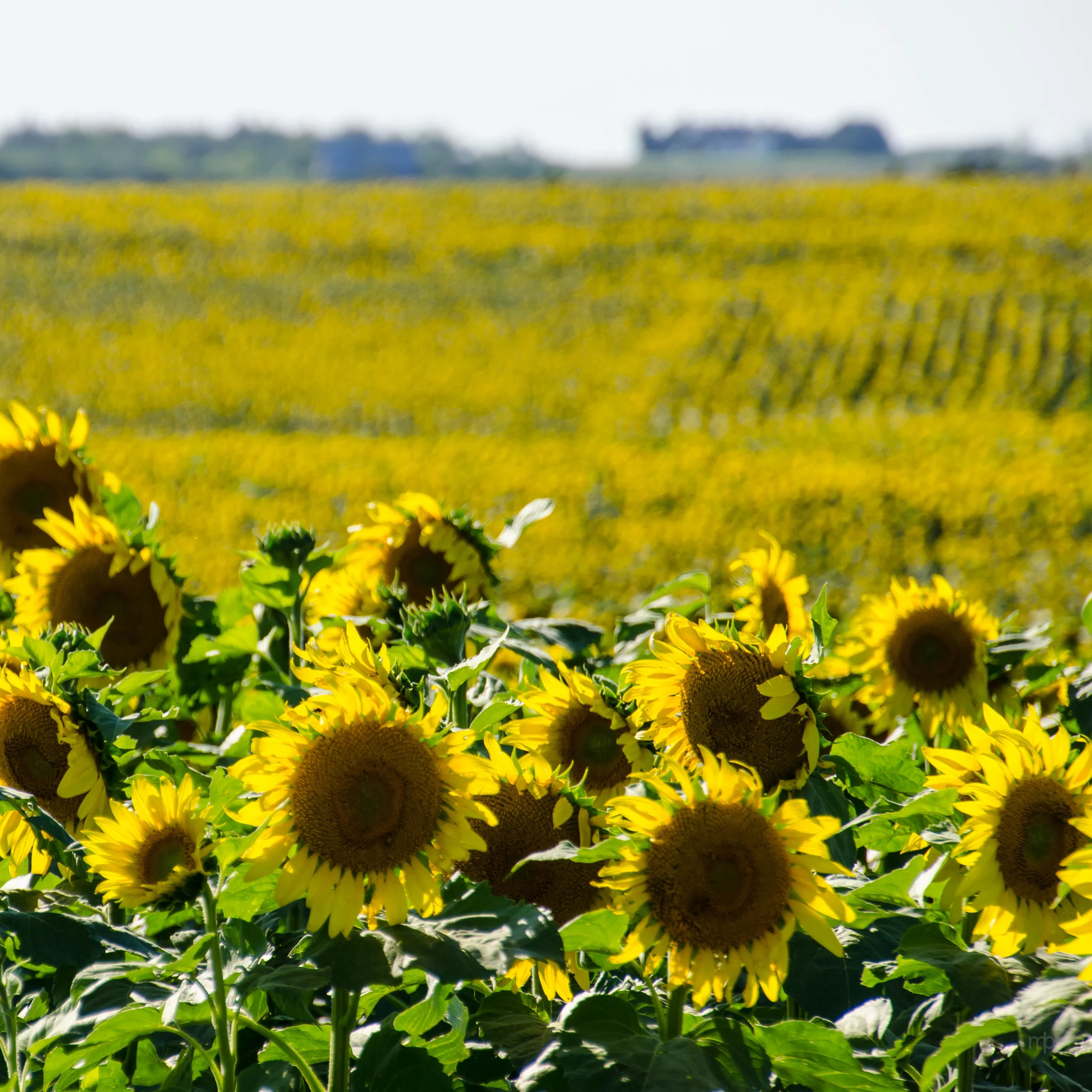 Field of Yellow and Green. Washington County, KS