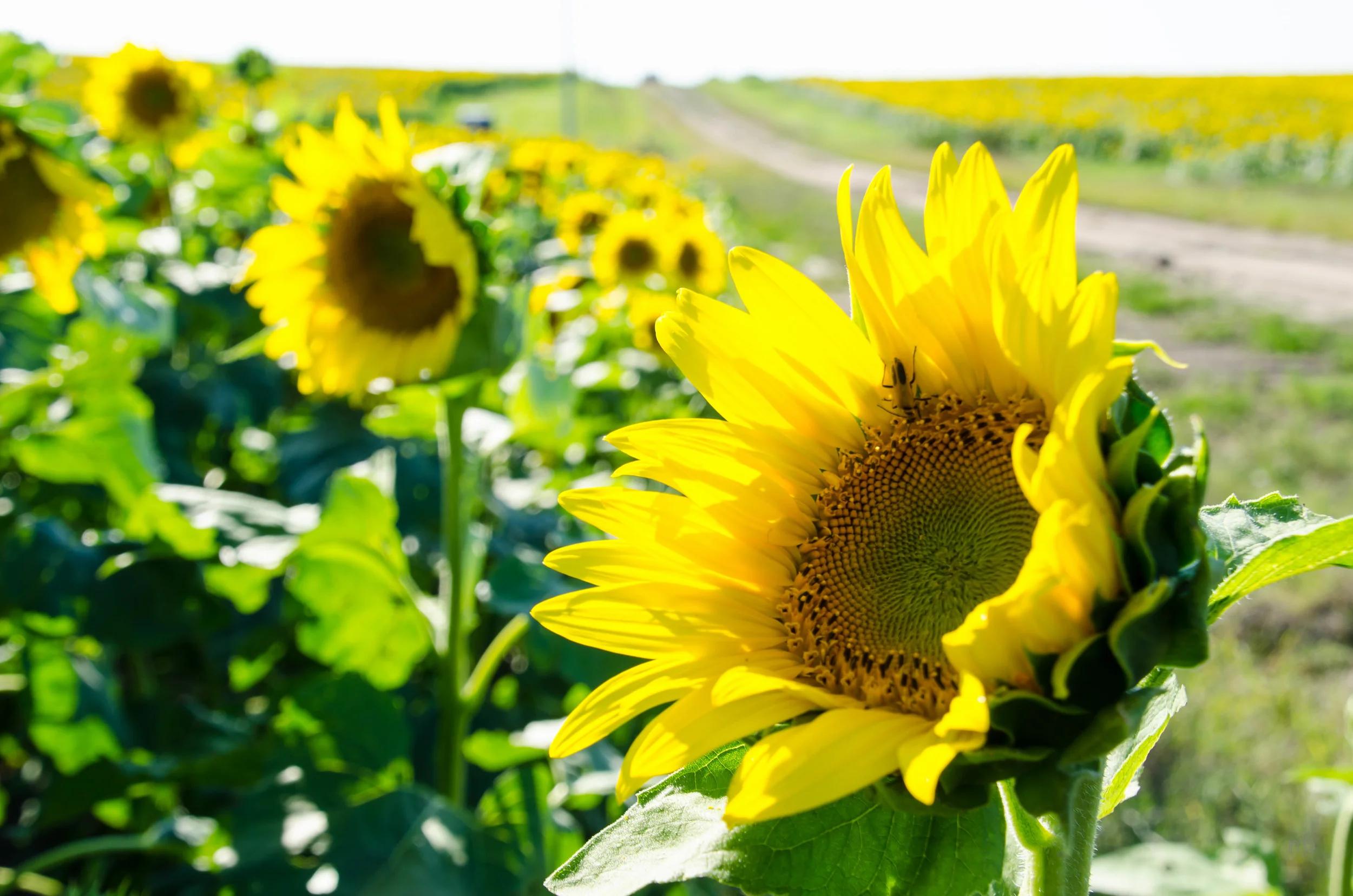 Sunflower Road. Washington Co, KS