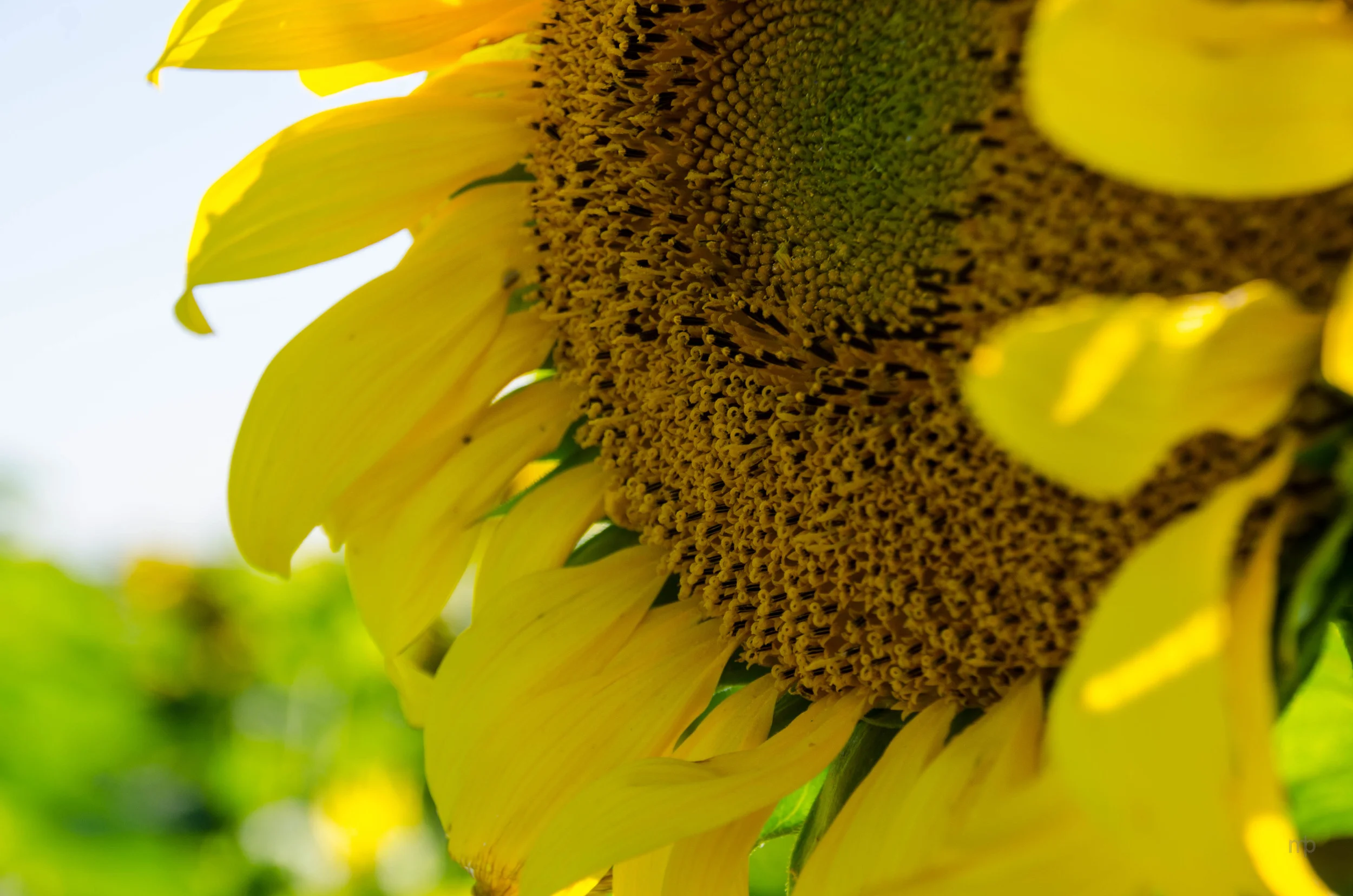 Sunflower. Washington Co, KS