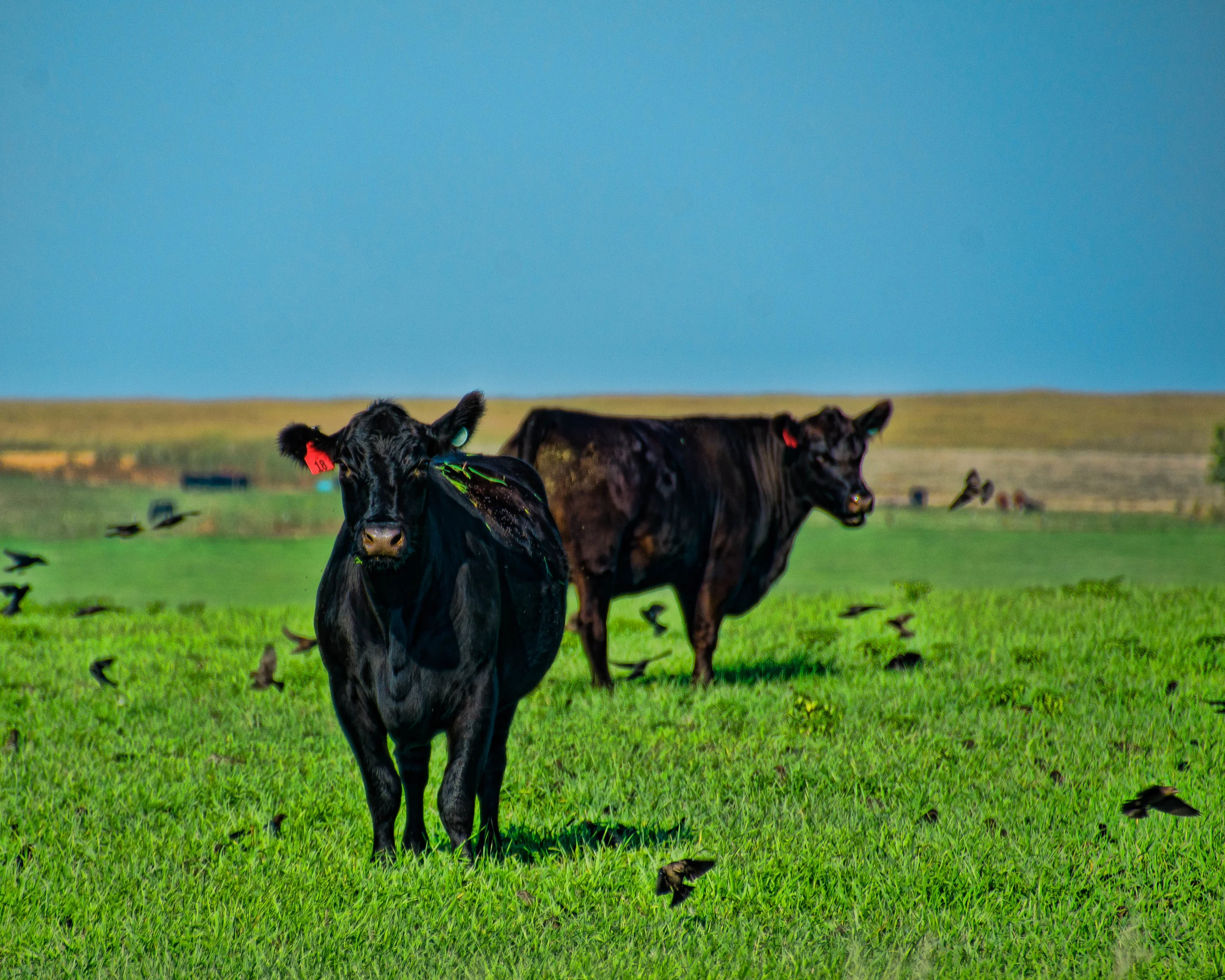 Cows and Crows. Edited in Fusion Express 2 and LR5.