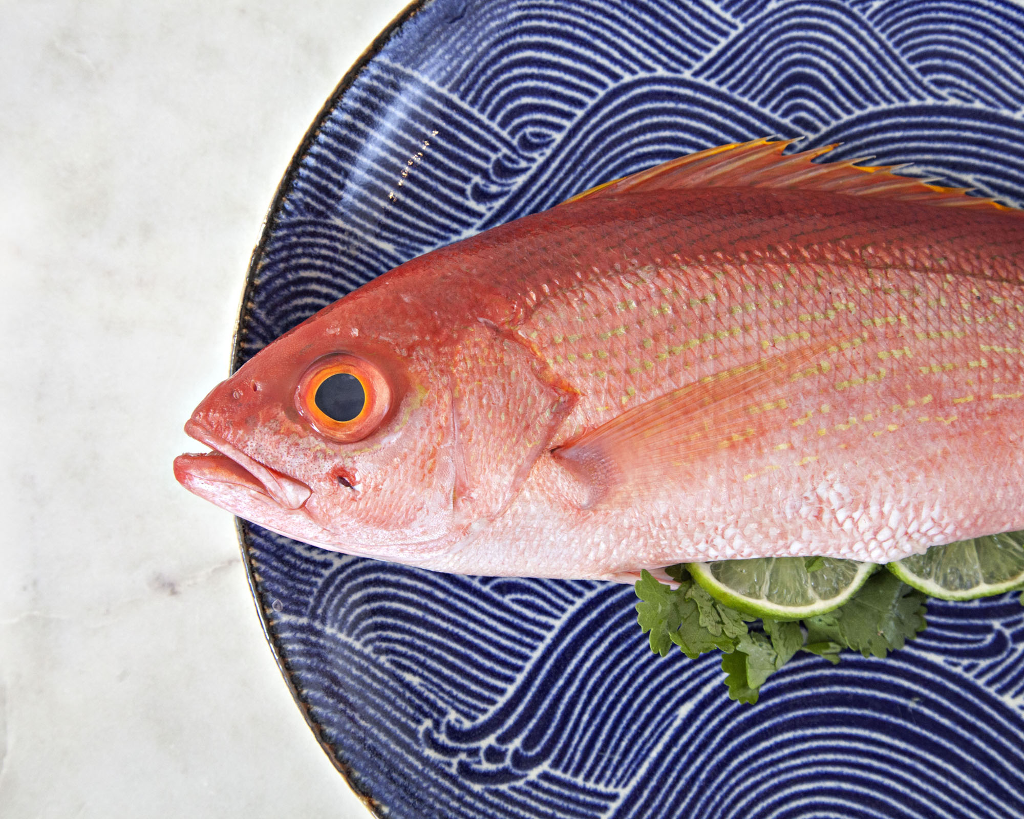 Editorial_Fish_09.jpg