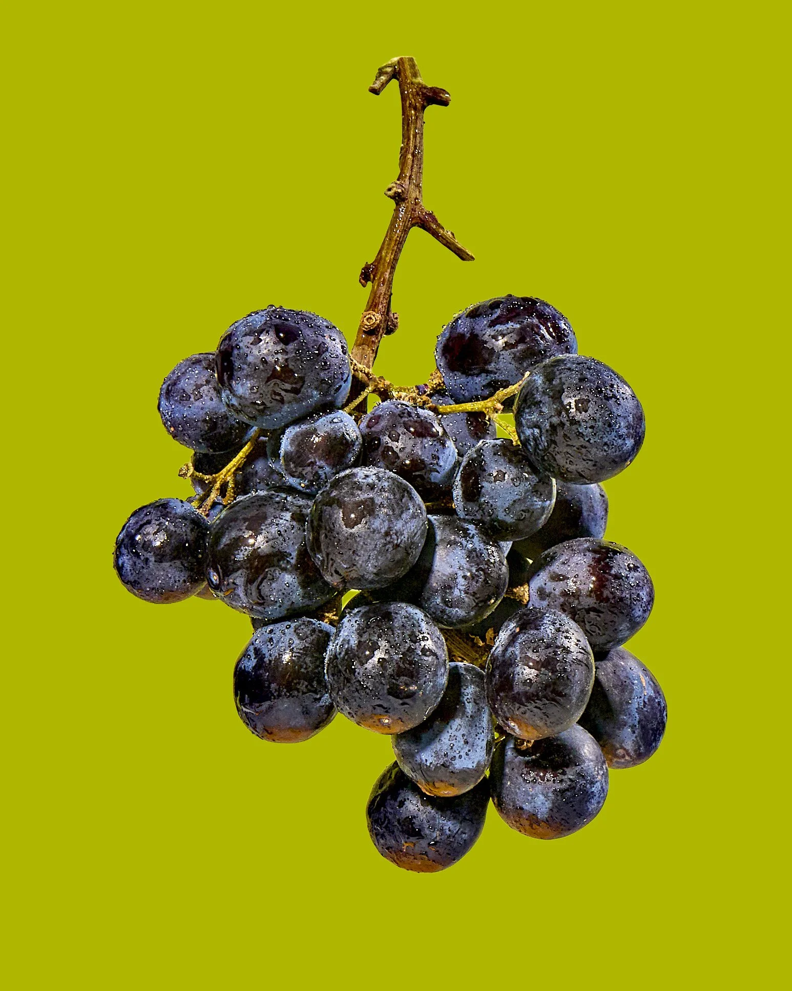 fruit10922 copy.jpg