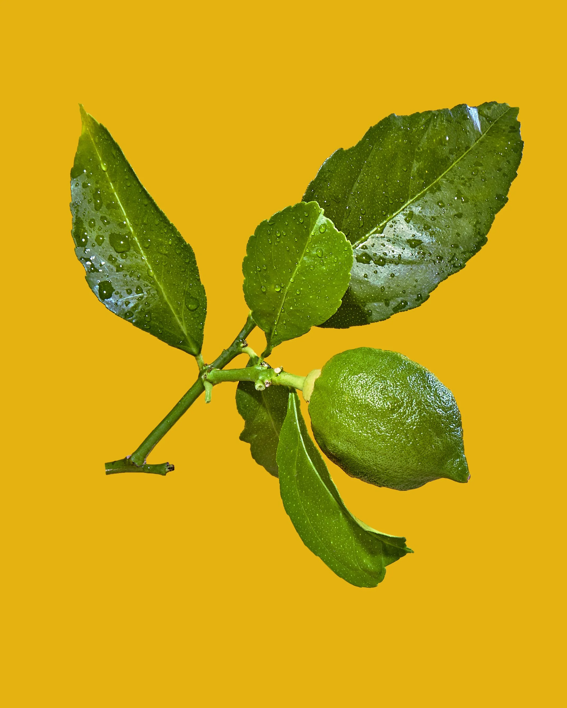 fruit10954 copy.jpg