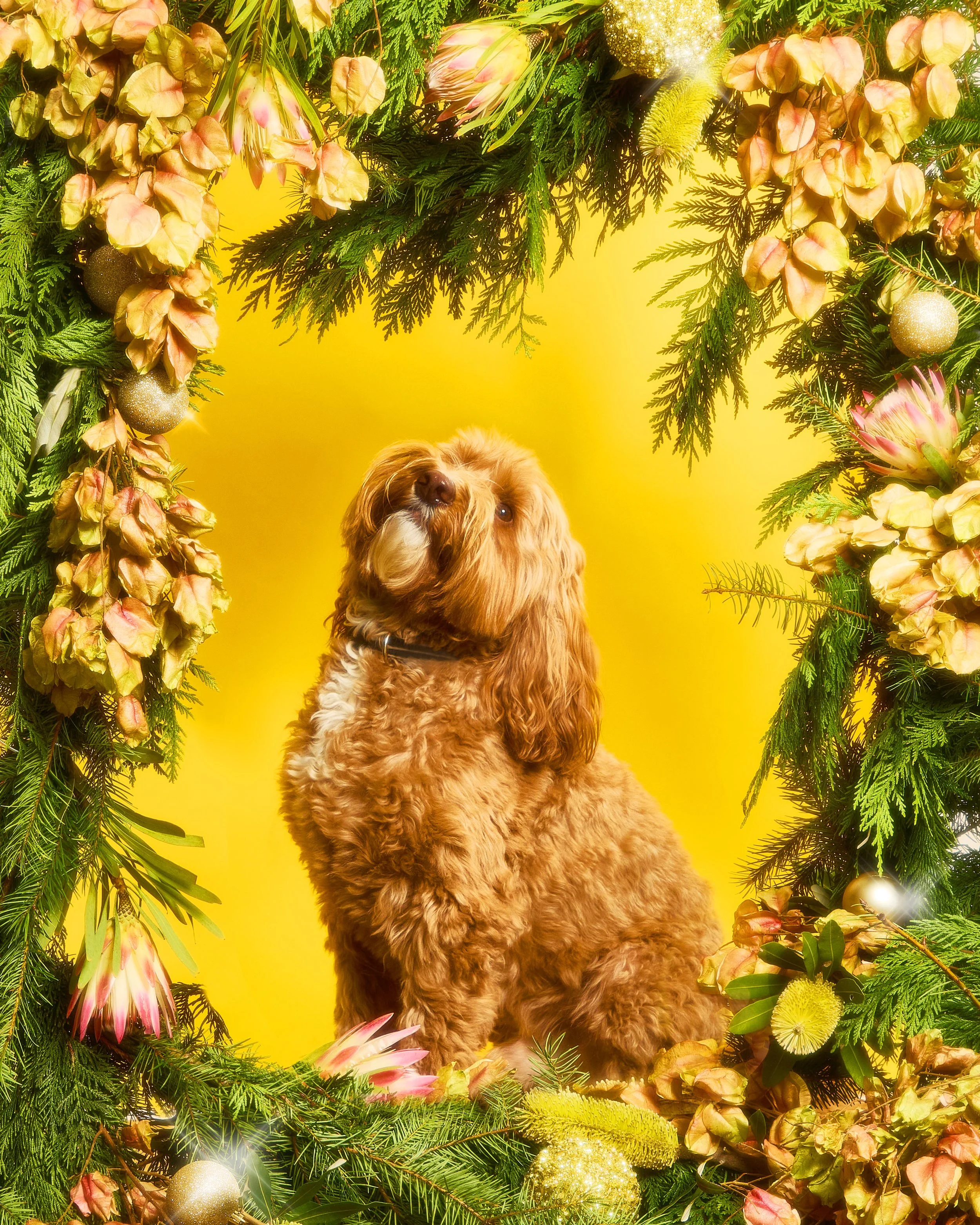 A brown, curly-haired dog sitting amidst a Christmas wreath made of green pine branches, pink and yellow flowers, gold ornaments, and yellow background.
