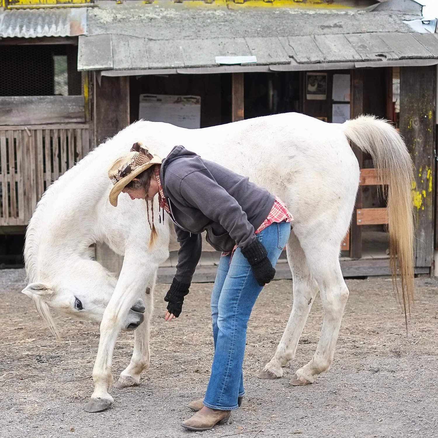 woman taking care of white horse