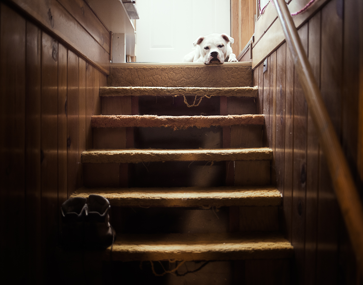 bull dog sitting at the top of stairs