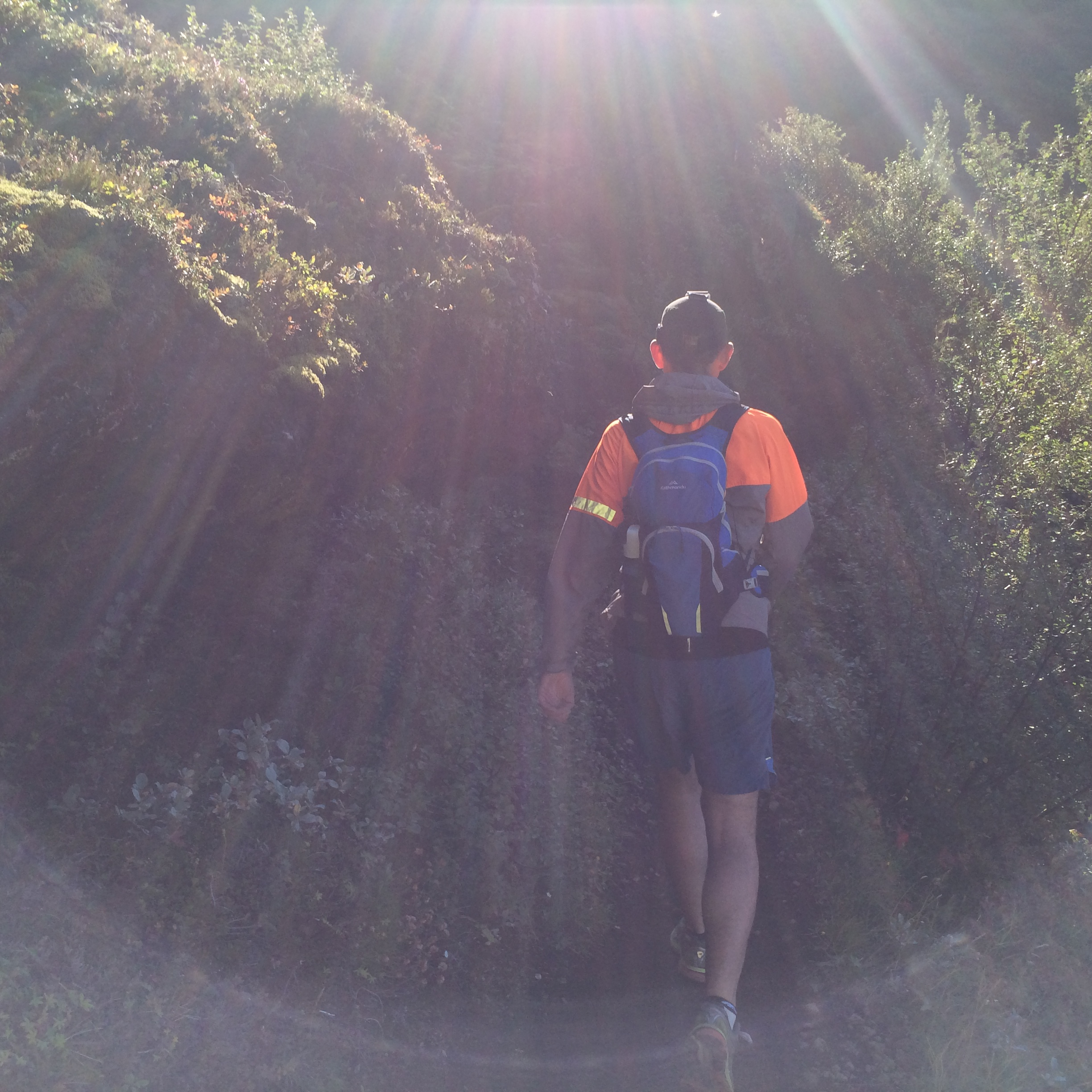 Walking towards woods and the sunsbeam