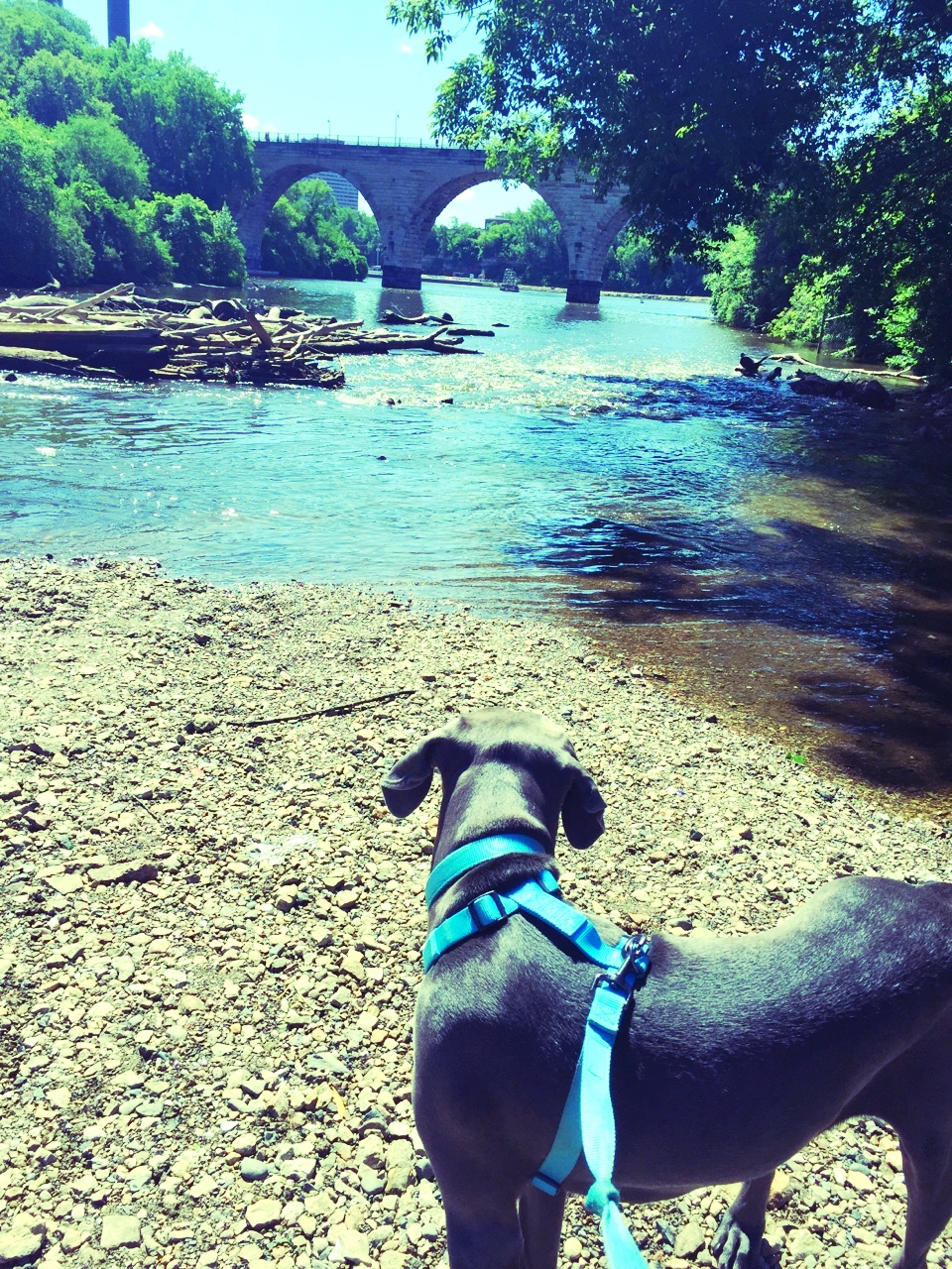 Stone Arch Bridge from the Lower Trail in Father Hennepin Park