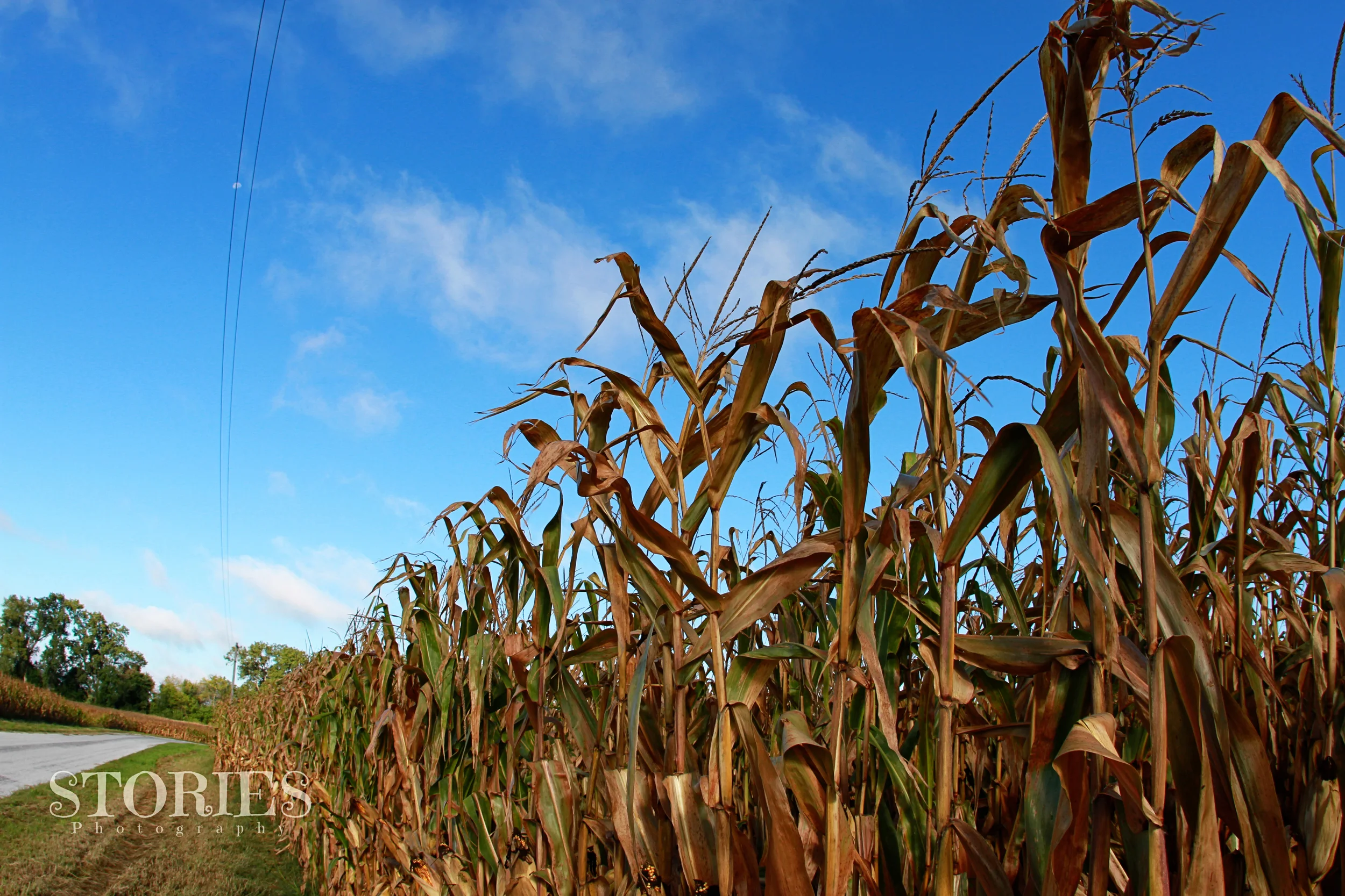 Remington Ride corn fields