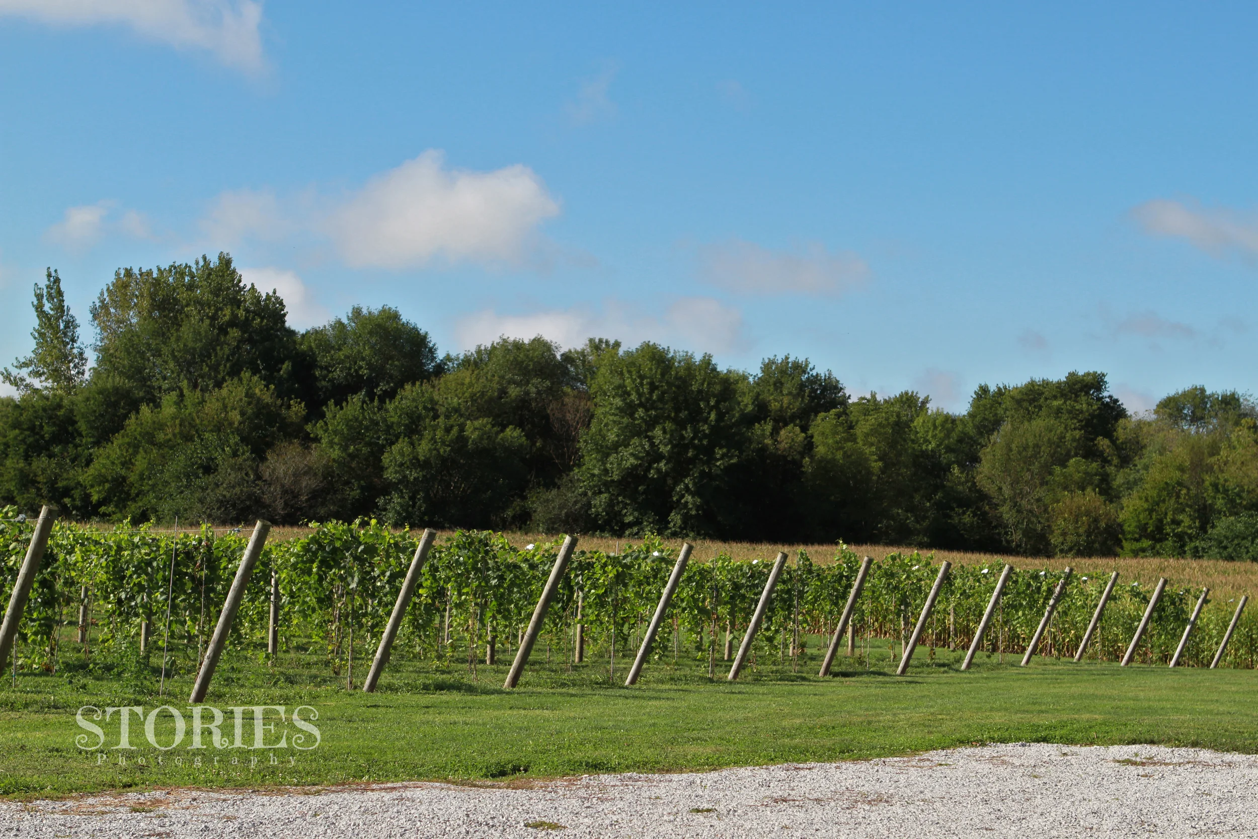 Remington Ride vineyard