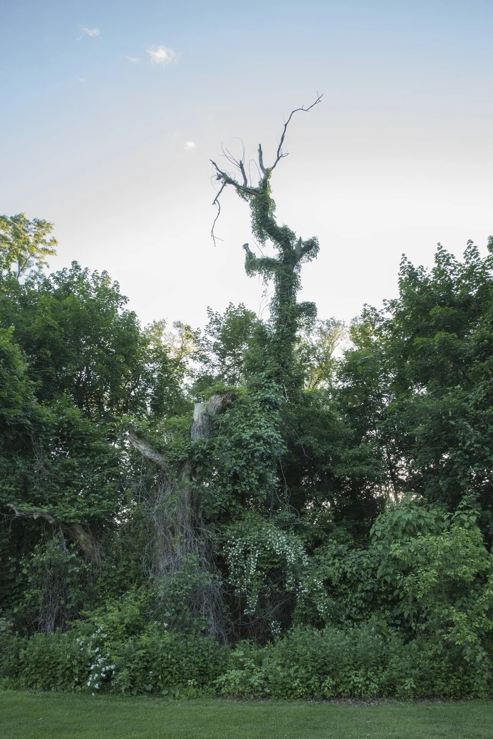 Artificial Landscapes: The Golf Course Project