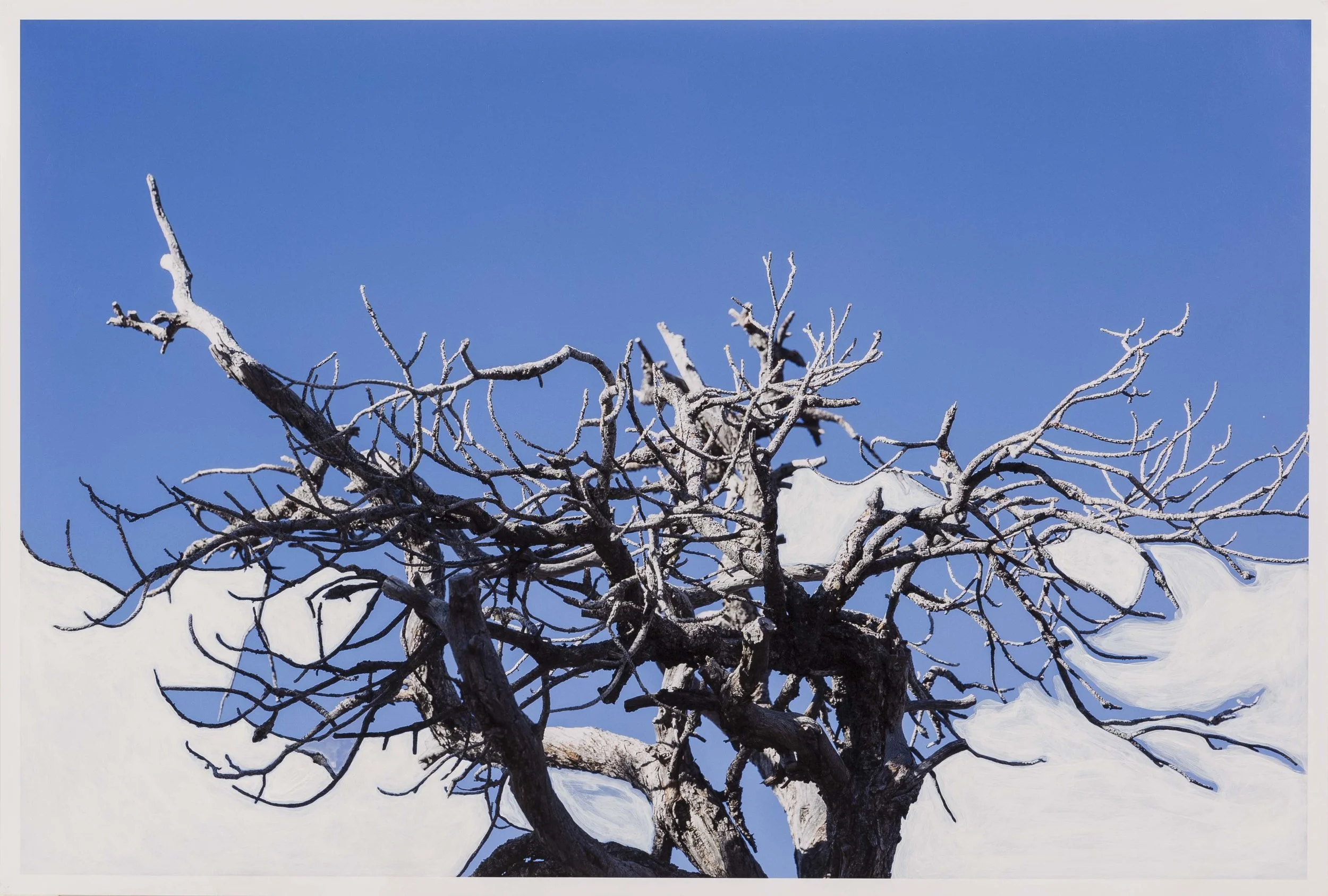  Untitled Naturgemälde III, 2018 Acrylic on photographic paper 17x25” / 43x63,5cm Unique 