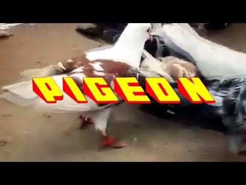 PIGEON - A Short Film by Jader