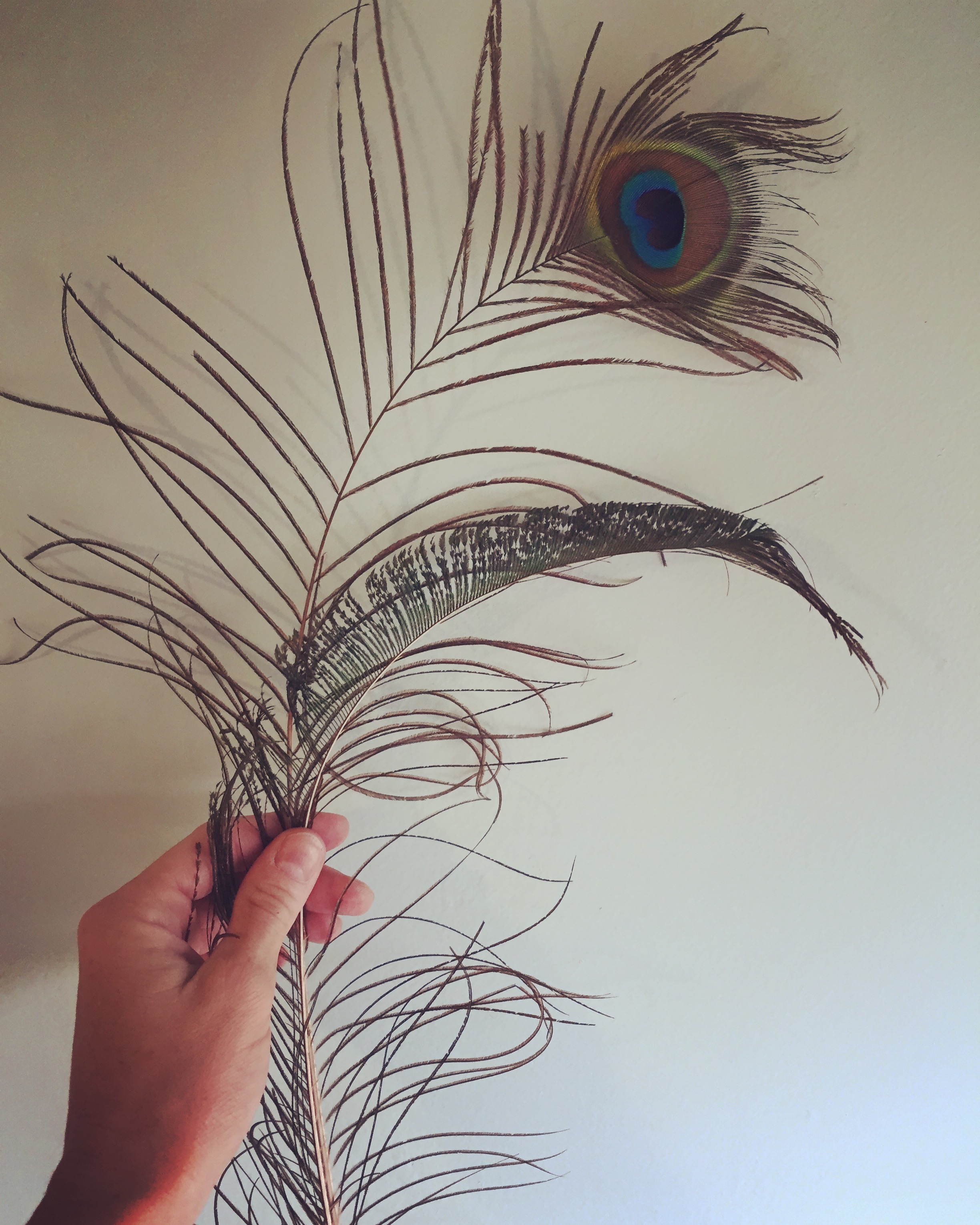 Peacock Feather Graphic by RNko · Creative Fabrica
