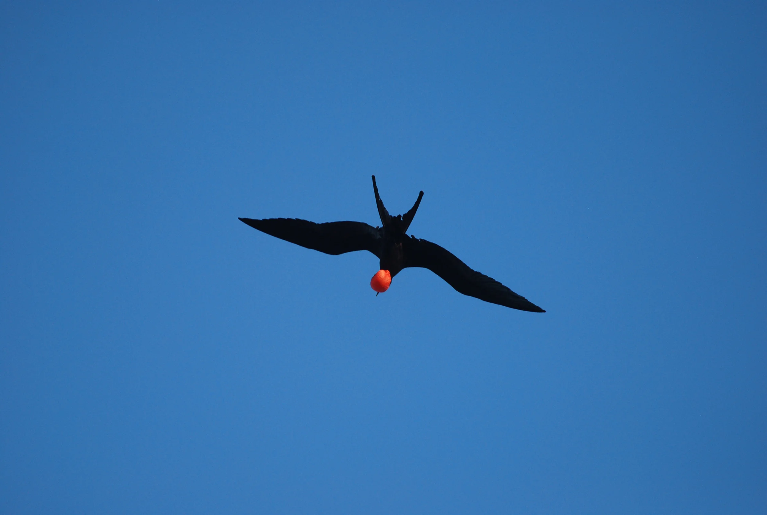 bird-desaturated.jpg