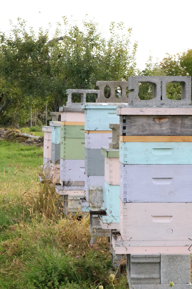 Bee farm with busy bees