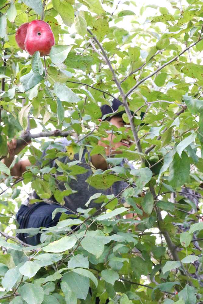 Bobo, the Tarzan