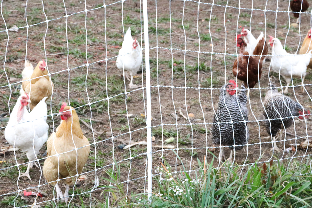 Chicken Plaza