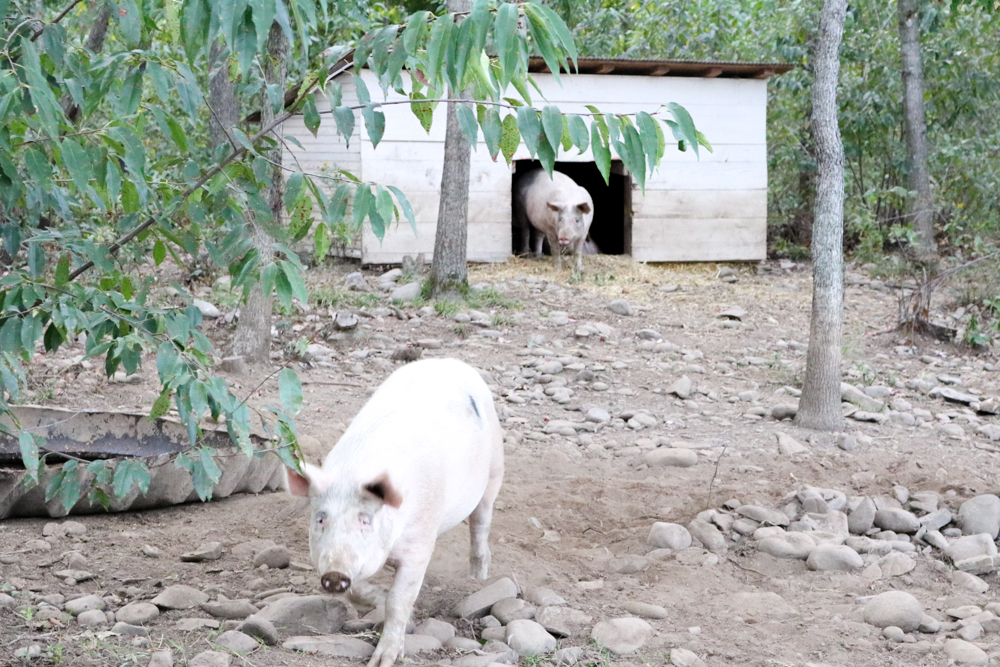 Pigs Heaven