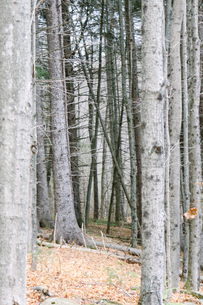 Into the woods