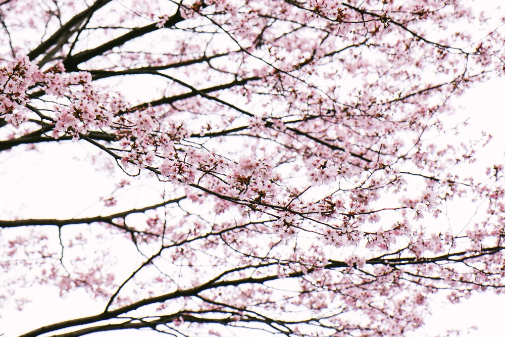 Cherry Blossom