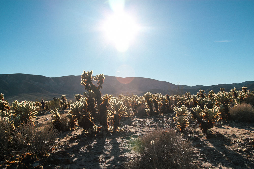 Cholla Cactus Garden