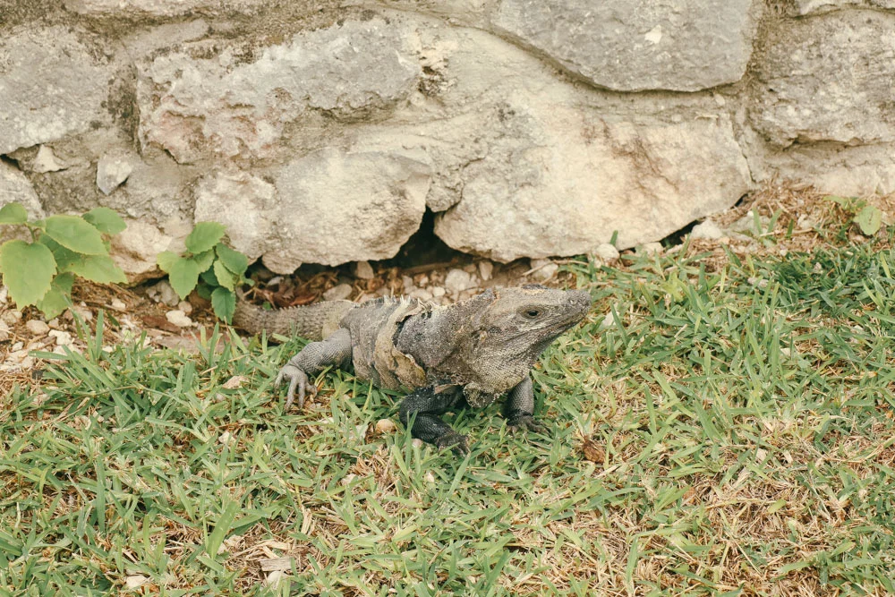 These are everywhere like we see squirrels in Central Park!
