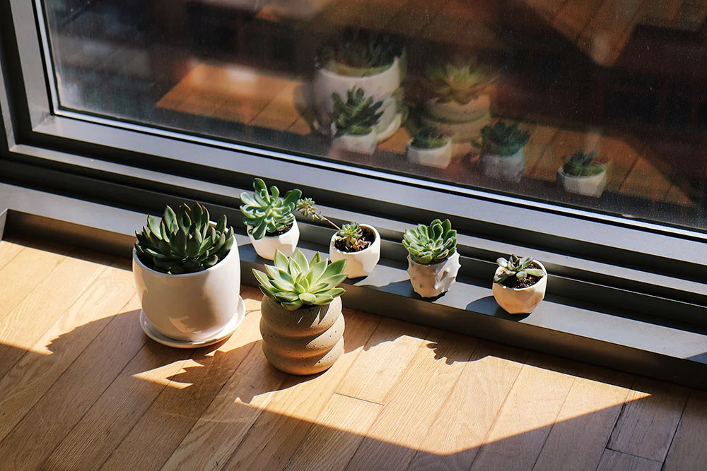 Our Plant Babies at Home