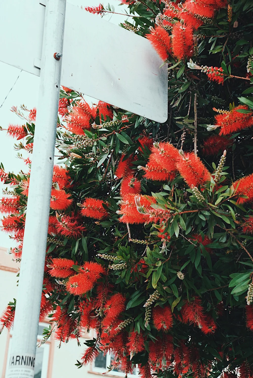 Crimson Bottlebrush