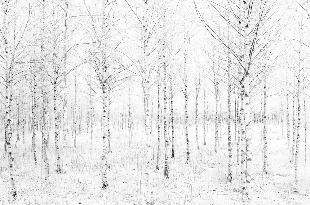 White Forest