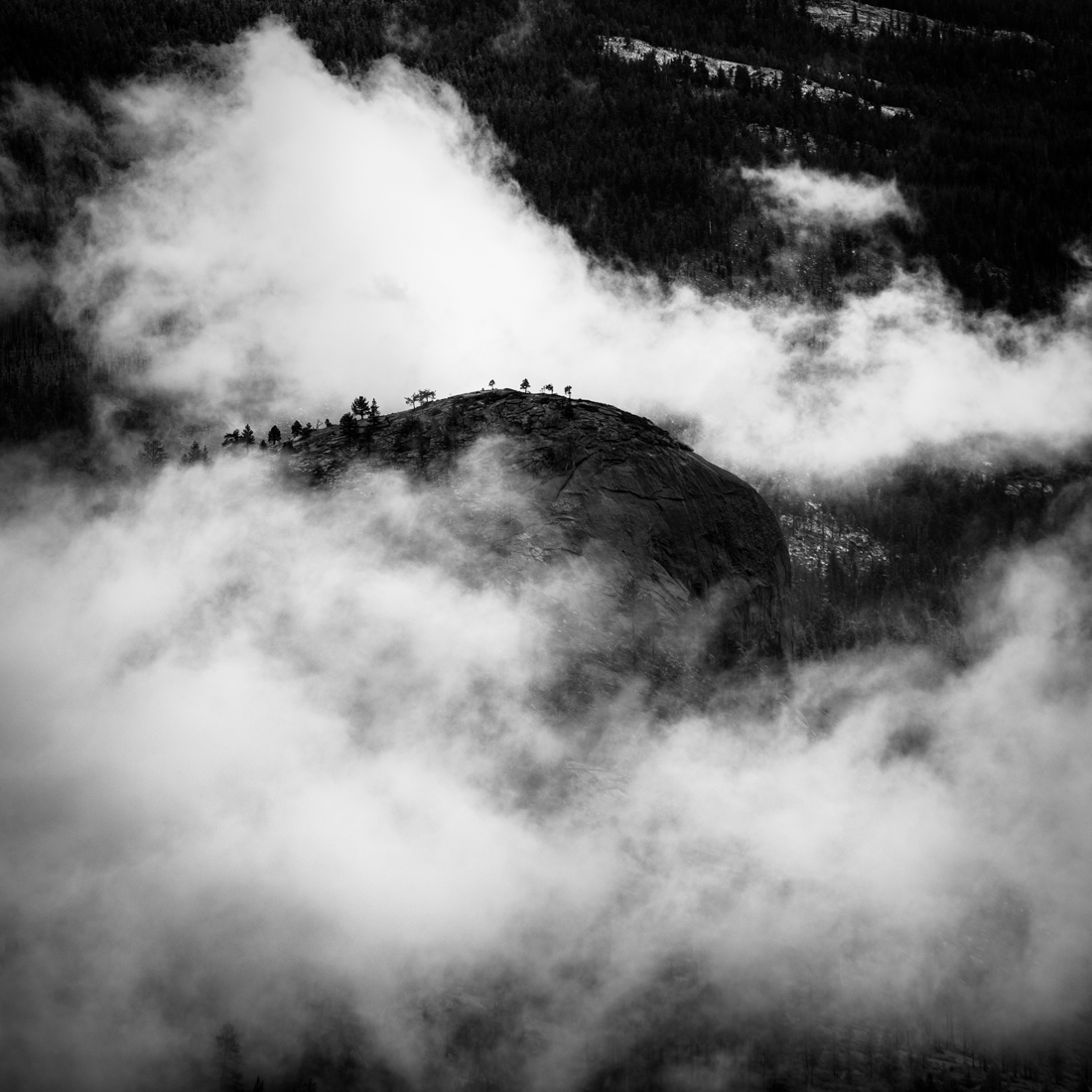 Surrounded by Fog - Woodland Gallery