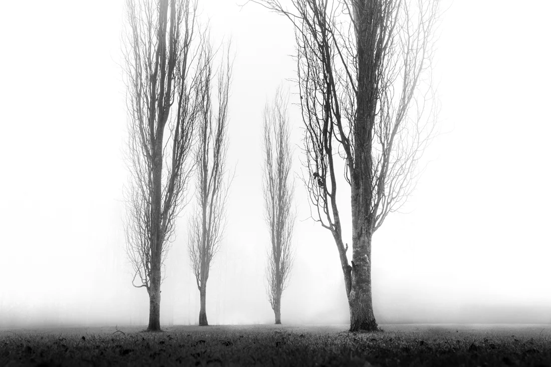 Four - Woodland Gallery