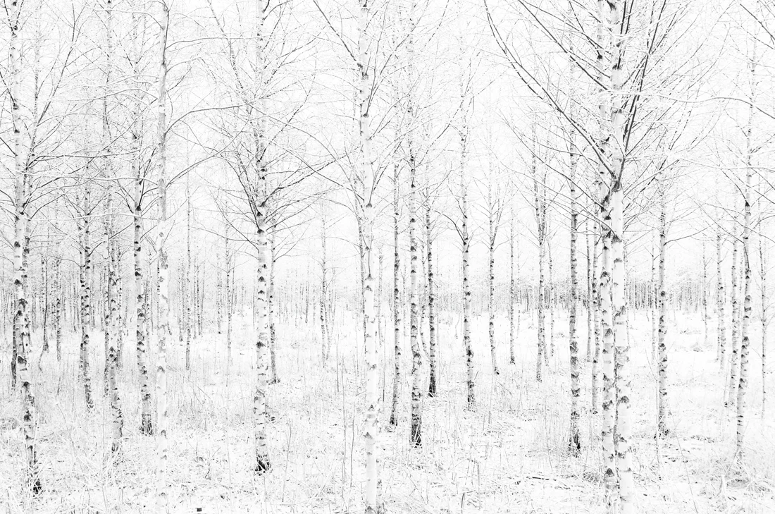 White Forest - Woodland Gallery