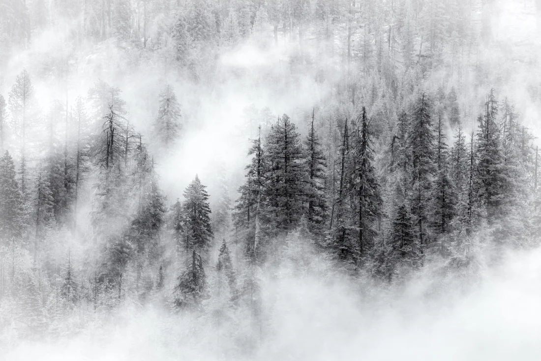 Through the Fog - Woodland Gallery