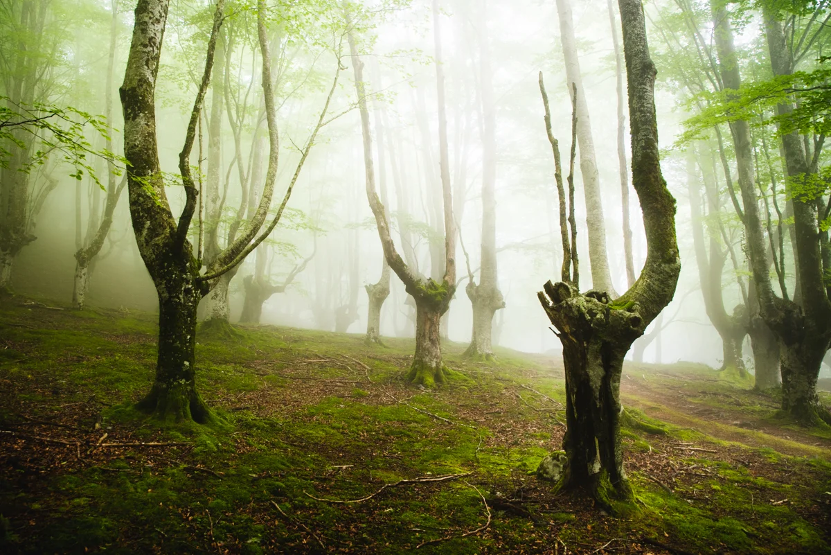 Zegama magic