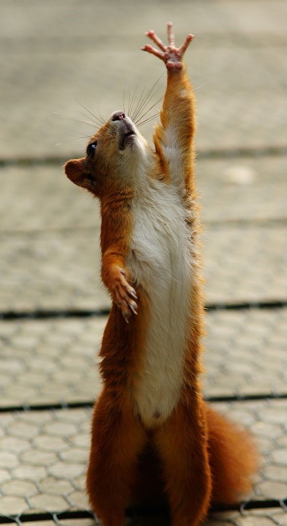 reaching up squirrel.jpg