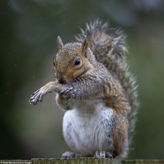 squirrel arm stretch.jpg