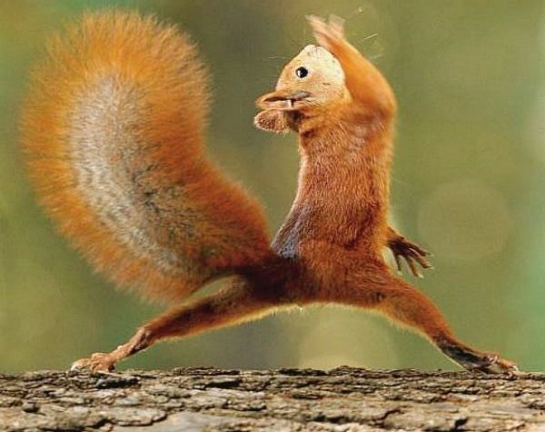 squirrel lunge.jpg