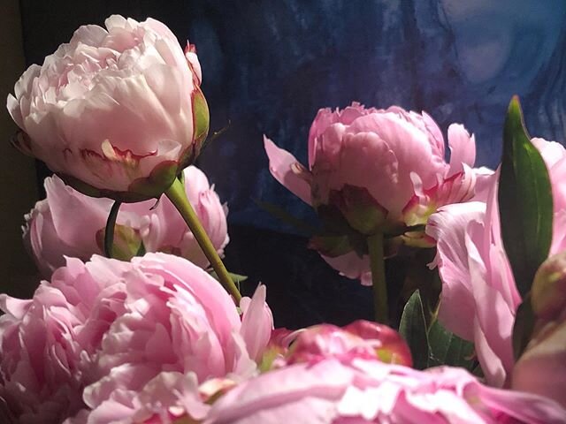Flora of the Day.
Sharing my love of flowers.
#peonies #floraoftheday @flowers #sedonapottery