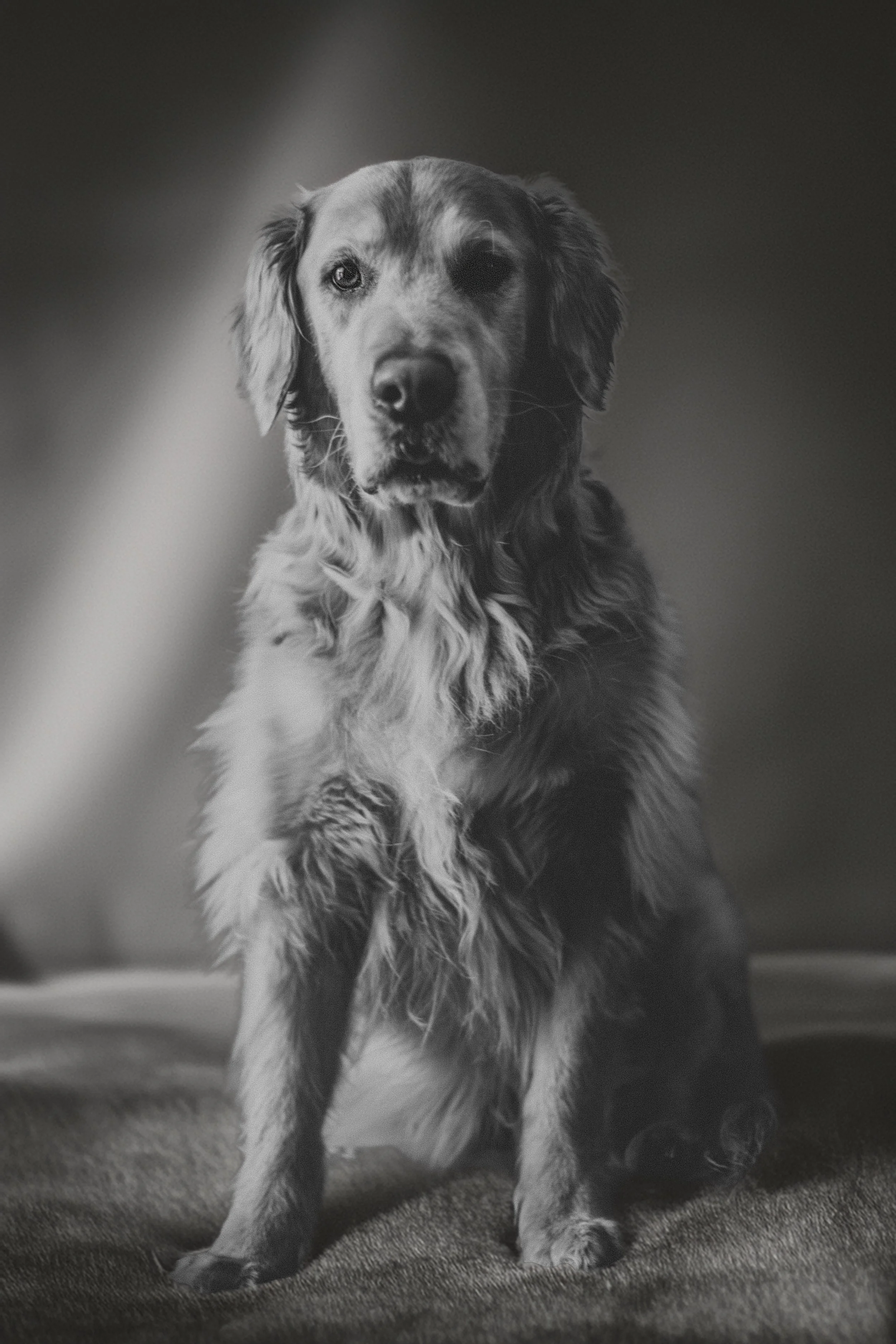 Dogs-3.jpg